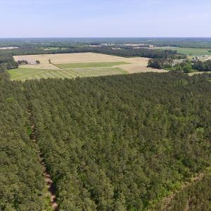 Photo of UNDER CONTRACT!  33 Acres of Hunting and Timber Land For Sale in Wilson County NC!