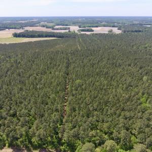 Photo of UNDER CONTRACT!  33 Acres of Hunting and Timber Land For Sale in Wilson County NC!