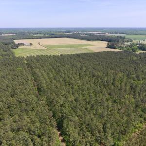 Photo of UNDER CONTRACT!  33 Acres of Hunting and Timber Land For Sale in Wilson County NC!