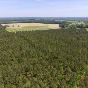Photo of UNDER CONTRACT!  33 Acres of Hunting and Timber Land For Sale in Wilson County NC!
