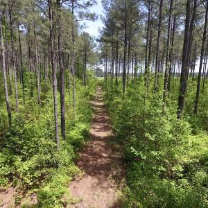 Photo of UNDER CONTRACT!  33 Acres of Hunting and Timber Land For Sale in Wilson County NC!