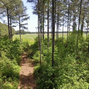 Photo of UNDER CONTRACT!  33 Acres of Hunting and Timber Land For Sale in Wilson County NC!