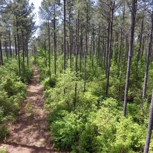 Photo of UNDER CONTRACT!  33 Acres of Hunting and Timber Land For Sale in Wilson County NC!