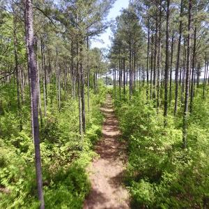 Photo of UNDER CONTRACT!  33 Acres of Hunting and Timber Land For Sale in Wilson County NC!