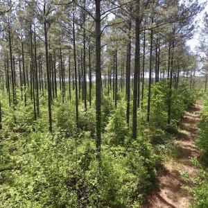 Photo of UNDER CONTRACT!  33 Acres of Hunting and Timber Land For Sale in Wilson County NC!