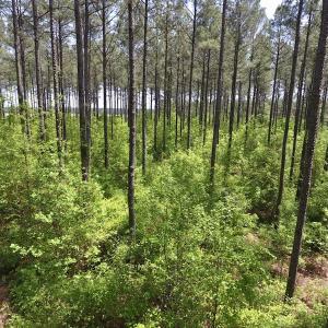 Photo of UNDER CONTRACT!  33 Acres of Hunting and Timber Land For Sale in Wilson County NC!