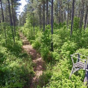 Photo of UNDER CONTRACT!  33 Acres of Hunting and Timber Land For Sale in Wilson County NC!
