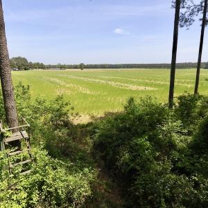 Photo of UNDER CONTRACT!  33 Acres of Hunting and Timber Land For Sale in Wilson County NC!