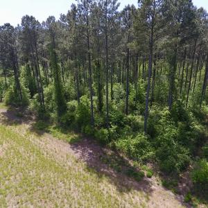 Photo of UNDER CONTRACT!  33 Acres of Hunting and Timber Land For Sale in Wilson County NC!