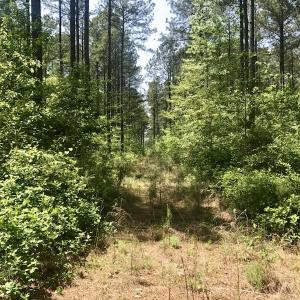 Photo of UNDER CONTRACT!  33 Acres of Hunting and Timber Land For Sale in Wilson County NC!