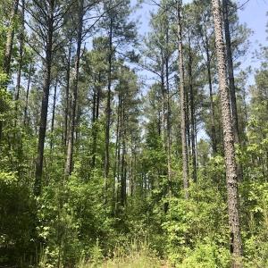 Photo of UNDER CONTRACT!  33 Acres of Hunting and Timber Land For Sale in Wilson County NC!