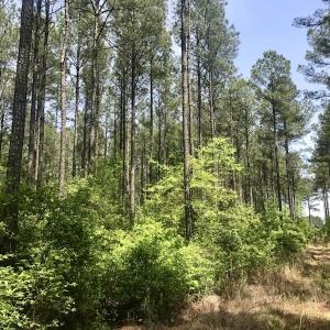 Photo of UNDER CONTRACT!  33 Acres of Hunting and Timber Land For Sale in Wilson County NC!