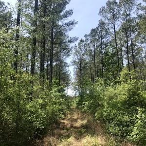 Photo of UNDER CONTRACT!  33 Acres of Hunting and Timber Land For Sale in Wilson County NC!