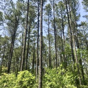 Photo of UNDER CONTRACT!  33 Acres of Hunting and Timber Land For Sale in Wilson County NC!