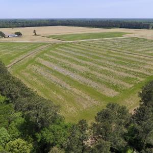 Photo of UNDER CONTRACT!  33 Acres of Hunting and Timber Land For Sale in Wilson County NC!