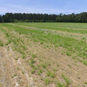 Photo of UNDER CONTRACT!  33 Acres of Hunting and Timber Land For Sale in Wilson County NC!