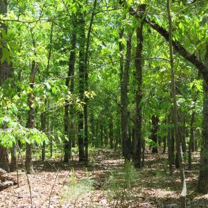 Photo of UNDER CONTRACT!  67.61 Acres of Hunting and Residential Land for Sale in Scotland County NC!