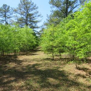 Photo of UNDER CONTRACT!  67.61 Acres of Hunting and Residential Land for Sale in Scotland County NC!