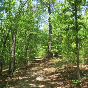 Photo of UNDER CONTRACT!  67.61 Acres of Hunting and Residential Land for Sale in Scotland County NC!