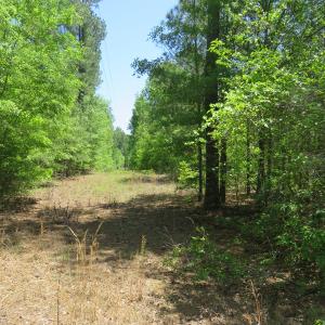 Photo of UNDER CONTRACT!  67.61 Acres of Hunting and Residential Land for Sale in Scotland County NC!