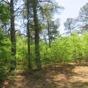 Photo of UNDER CONTRACT!  67.61 Acres of Hunting and Residential Land for Sale in Scotland County NC!