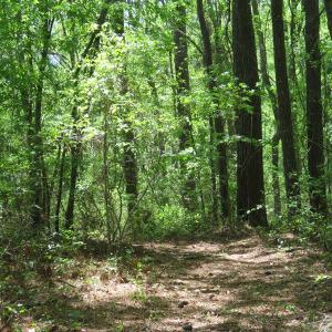Photo of UNDER CONTRACT!  67.61 Acres of Hunting and Residential Land for Sale in Scotland County NC!