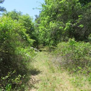 Photo of UNDER CONTRACT!  67.61 Acres of Hunting and Residential Land for Sale in Scotland County NC!