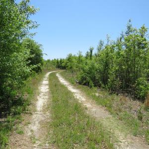 Photo of UNDER CONTRACT!  67.61 Acres of Hunting and Residential Land for Sale in Scotland County NC!