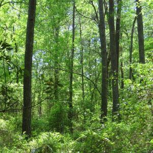 Photo of UNDER CONTRACT!  67.61 Acres of Hunting and Residential Land for Sale in Scotland County NC!