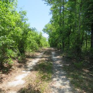 Photo of UNDER CONTRACT!  67.61 Acres of Hunting and Residential Land for Sale in Scotland County NC!