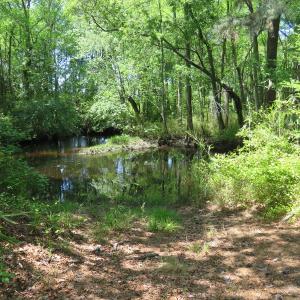 Photo of UNDER CONTRACT!  67.61 Acres of Hunting and Residential Land for Sale in Scotland County NC!