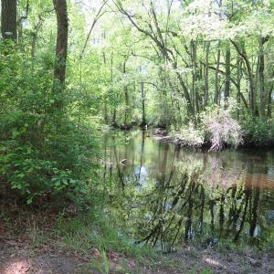 Photo of UNDER CONTRACT!  67.61 Acres of Hunting and Residential Land for Sale in Scotland County NC!