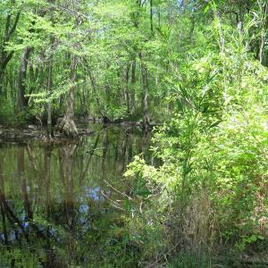 Photo of UNDER CONTRACT!  67.61 Acres of Hunting and Residential Land for Sale in Scotland County NC!