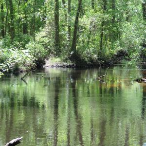 Photo of UNDER CONTRACT!  67.61 Acres of Hunting and Residential Land for Sale in Scotland County NC!