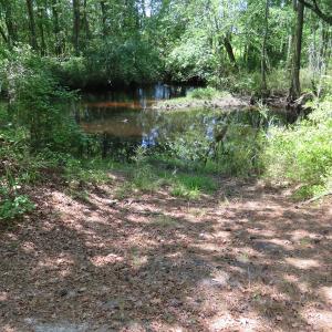 Photo of UNDER CONTRACT!  67.61 Acres of Hunting and Residential Land for Sale in Scotland County NC!