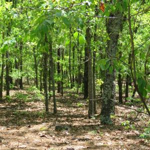 Photo of UNDER CONTRACT!  67.61 Acres of Hunting and Residential Land for Sale in Scotland County NC!
