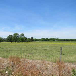 Photo of UNDER CONTRACT!  113 Acres of Farm and Timber Land For Sale in Robeson County NC!