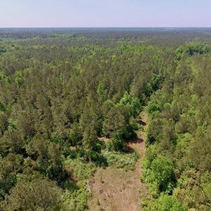 Photo of UNDER CONTRACT!  26.7 Acres of Hunting and Timber Land For Sale in Jones County NC!