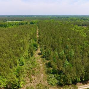 Photo of UNDER CONTRACT!  26.7 Acres of Hunting and Timber Land For Sale in Jones County NC!