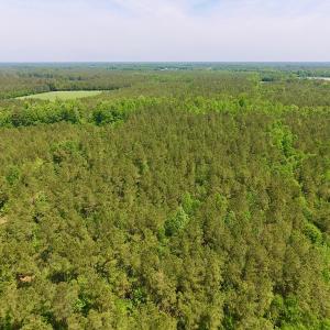 Photo of UNDER CONTRACT!  26.7 Acres of Hunting and Timber Land For Sale in Jones County NC!