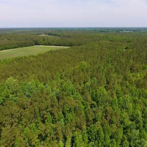 Photo of UNDER CONTRACT!  26.7 Acres of Hunting and Timber Land For Sale in Jones County NC!