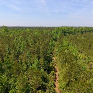 Photo of UNDER CONTRACT!  26.7 Acres of Hunting and Timber Land For Sale in Jones County NC!