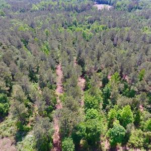 Photo of UNDER CONTRACT!  26.7 Acres of Hunting and Timber Land For Sale in Jones County NC!