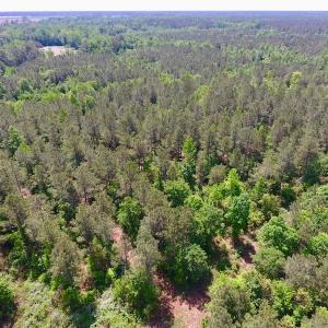Photo of UNDER CONTRACT!  26.7 Acres of Hunting and Timber Land For Sale in Jones County NC!