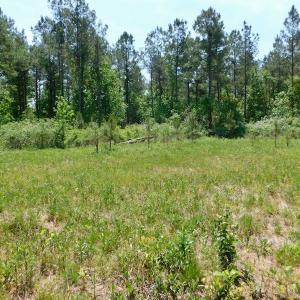 Photo of UNDER CONTRACT!  26.7 Acres of Hunting and Timber Land For Sale in Jones County NC!