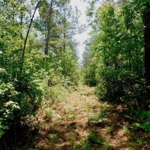Photo of UNDER CONTRACT!  26.7 Acres of Hunting and Timber Land For Sale in Jones County NC!