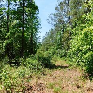 Photo of UNDER CONTRACT!  26.7 Acres of Hunting and Timber Land For Sale in Jones County NC!