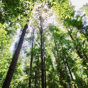 Photo of UNDER CONTRACT!  26.7 Acres of Hunting and Timber Land For Sale in Jones County NC!