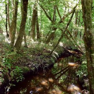 Photo of UNDER CONTRACT!  26.7 Acres of Hunting and Timber Land For Sale in Jones County NC!