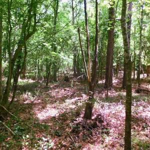Photo of UNDER CONTRACT!  26.7 Acres of Hunting and Timber Land For Sale in Jones County NC!